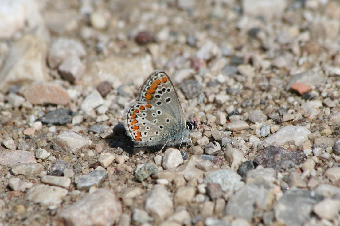 aricia sp